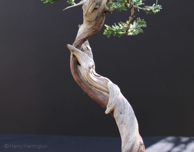 Juniper sabina literati bonsai